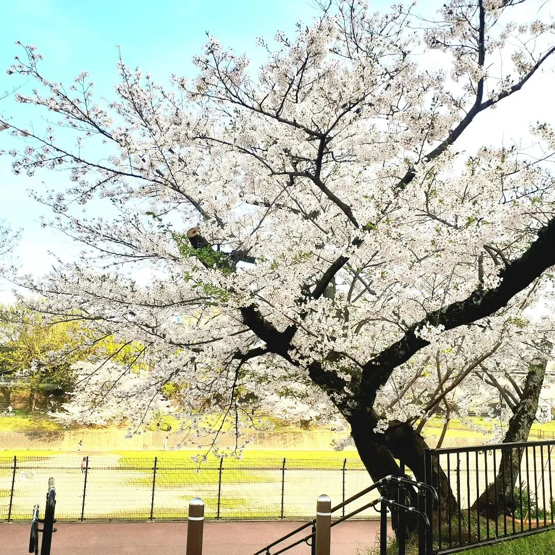 【長住】桜🌸キレイな野間大池公園の給水スポット　らしくです。