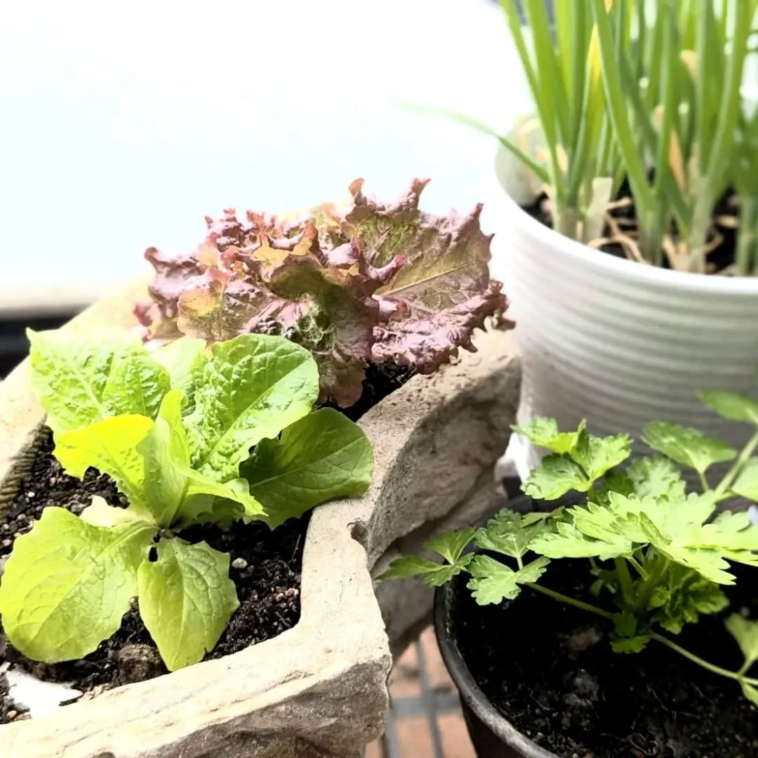 【長住】店休日のらしくです。