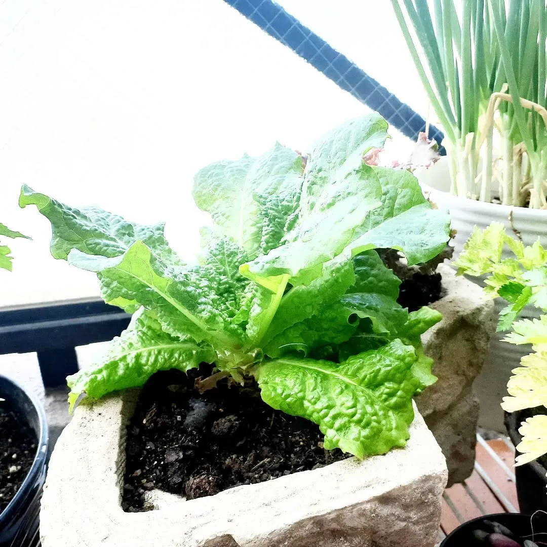 【長住】店休日の らしくです。