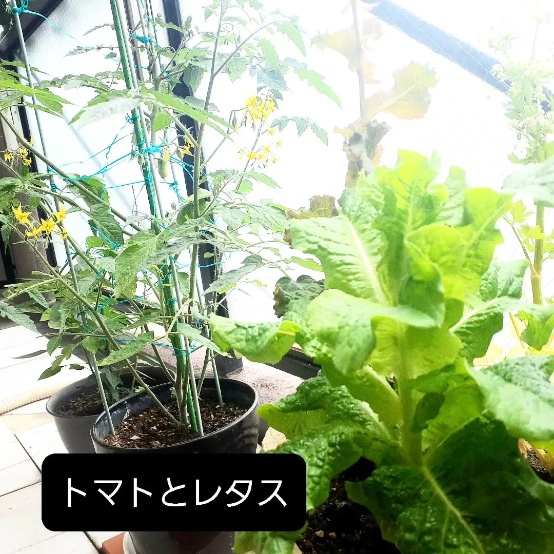 【長住】今朝はベランダで朝食