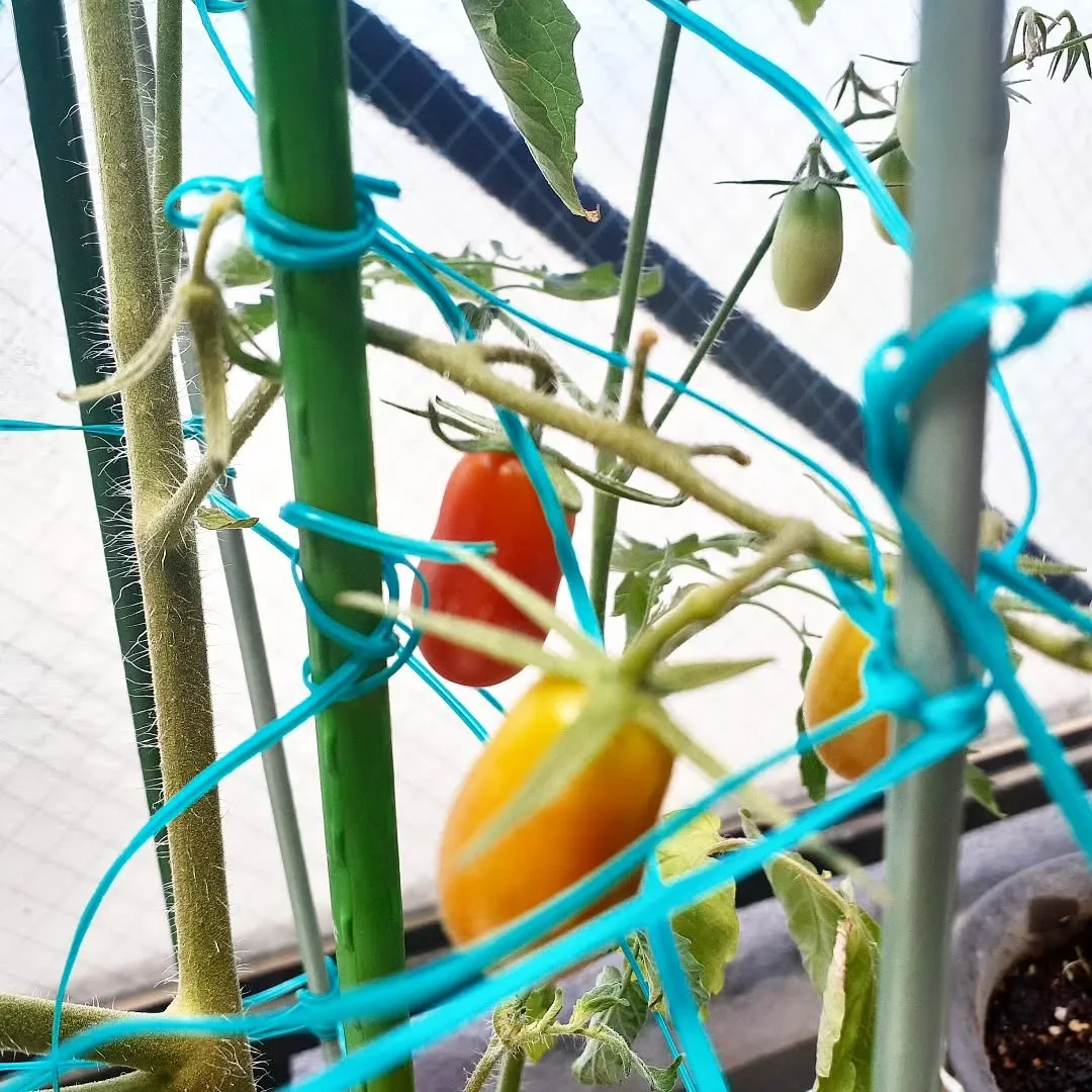 【長住】 火曜日　店休日の