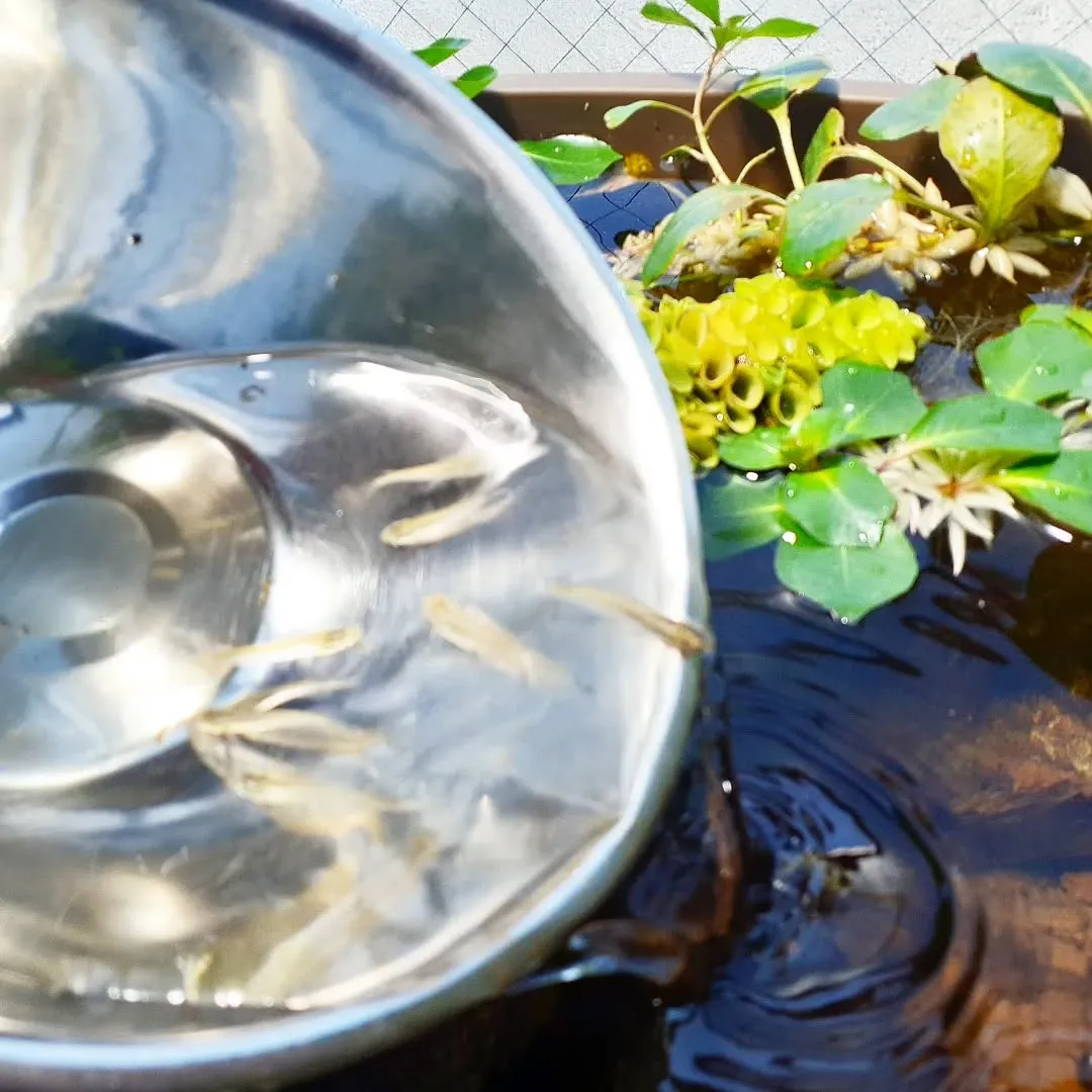 【長住】明日は「第27回参議院通常選挙」投票日 みんな選挙に...