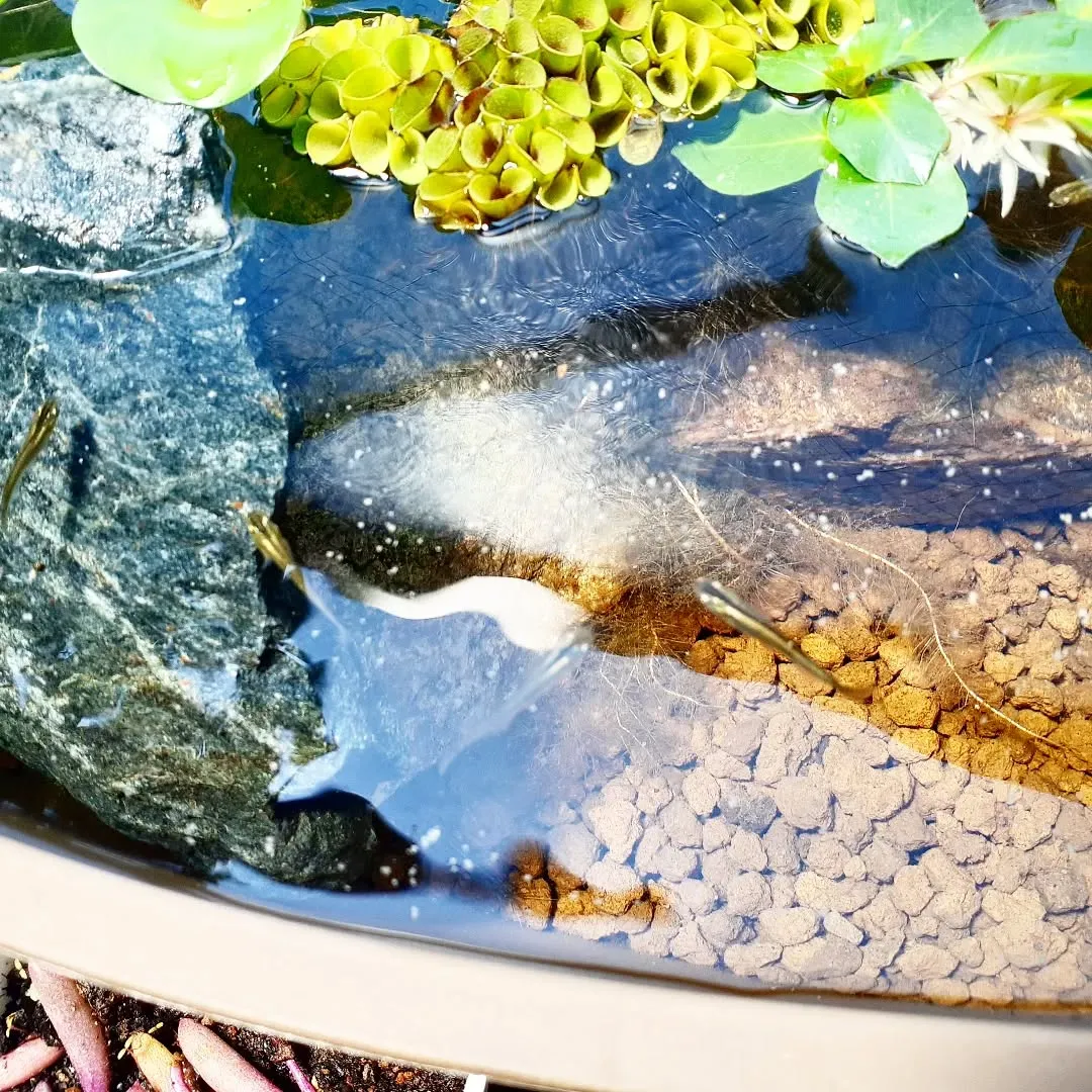 【長住】明日は「第27回参議院通常選挙」投票日 みんな選挙に...