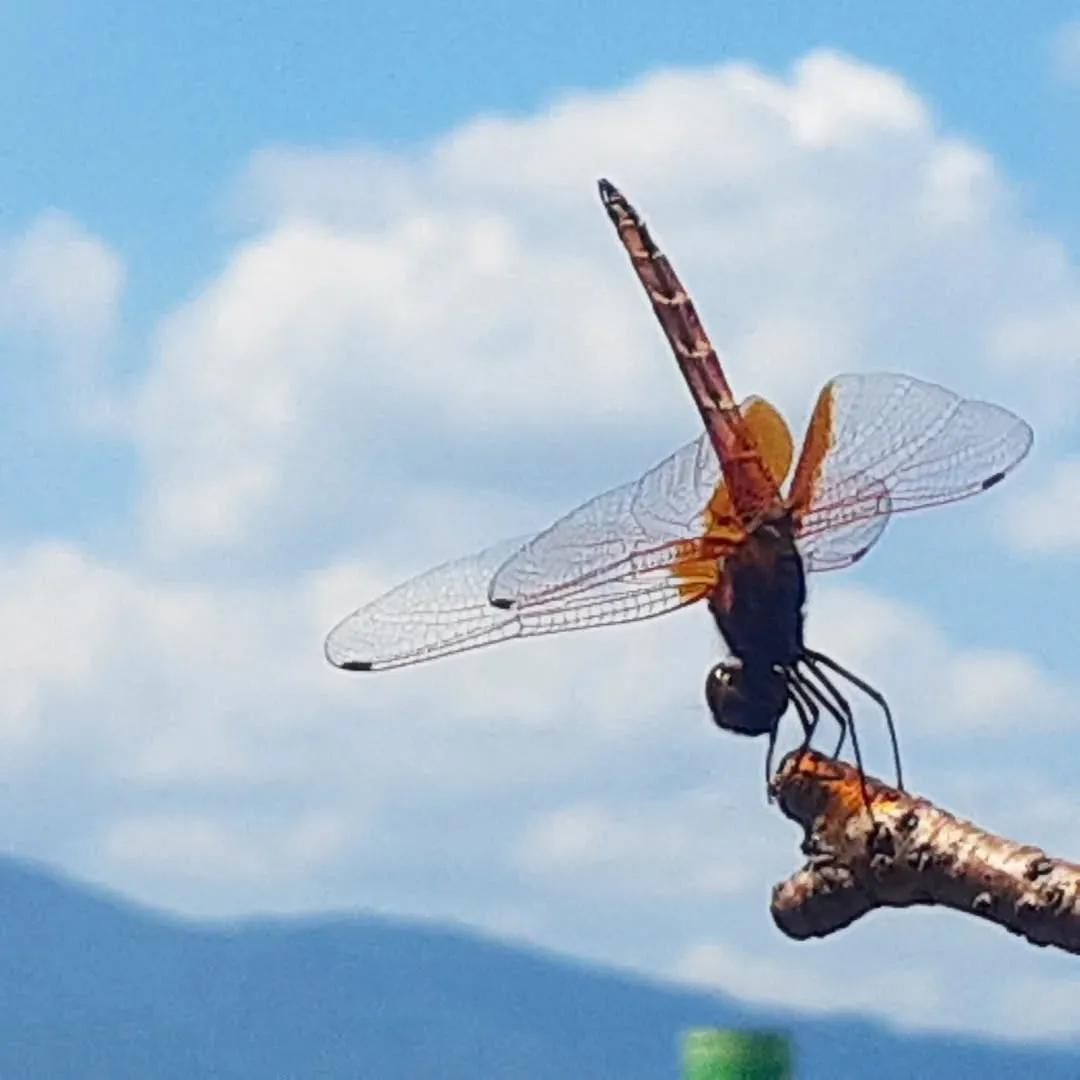 【長住】お盆中日　今朝も都市高速は渋滞🚗🚗🚗してます。