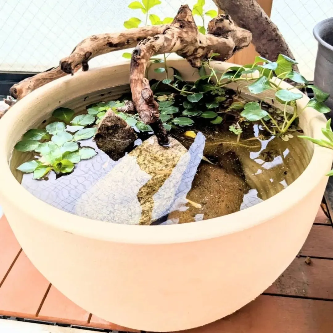 【長住】店休日　なぜかいつもより早起きの　らしくです。