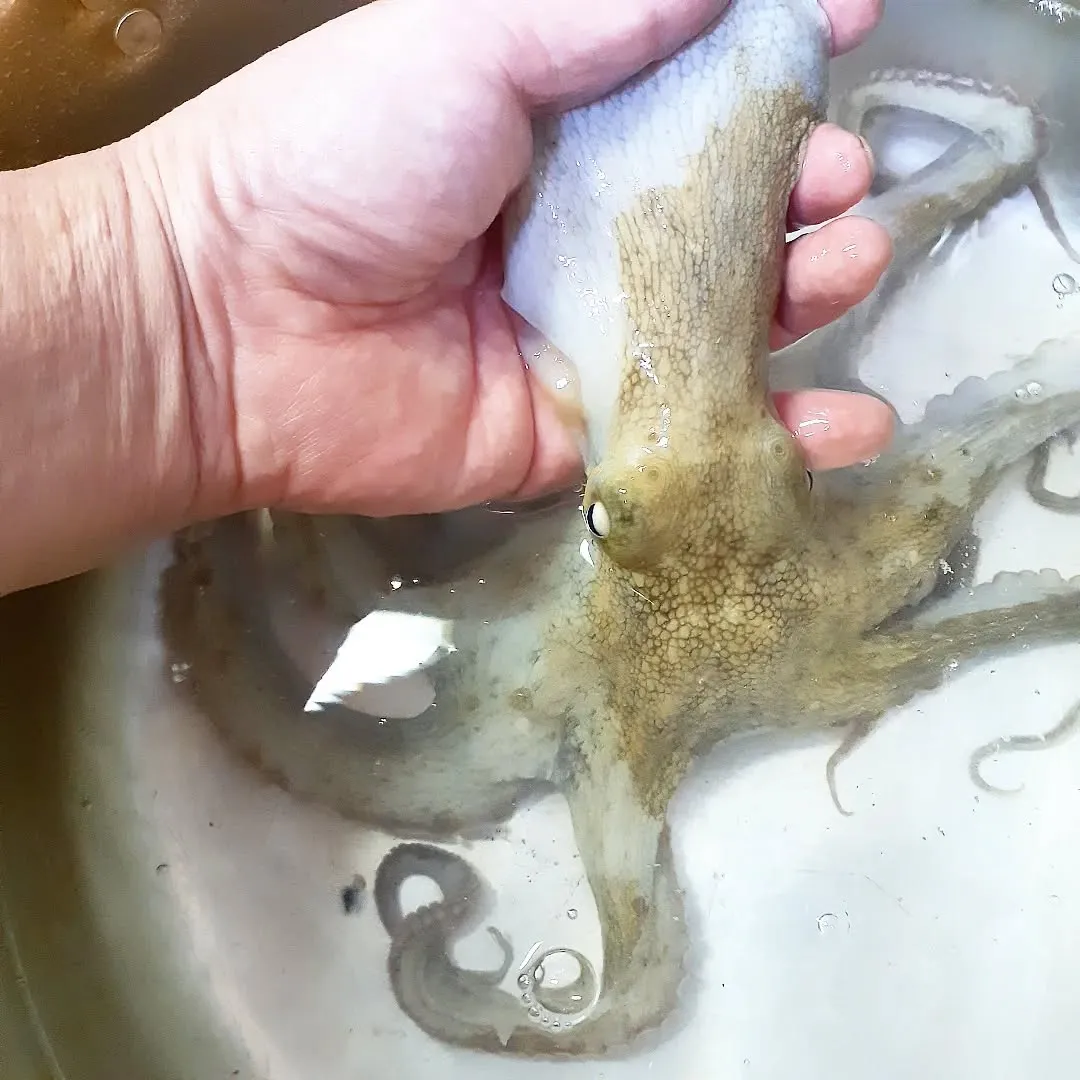 【長住】ドナルド・トランプ大統領来日✈️　永ちゃんのLIVE