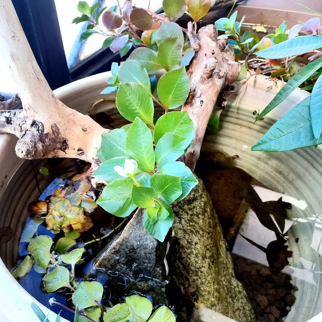 【長住】先週の今日は　矢沢永吉LIVEでワクワクピーク😎　さ...