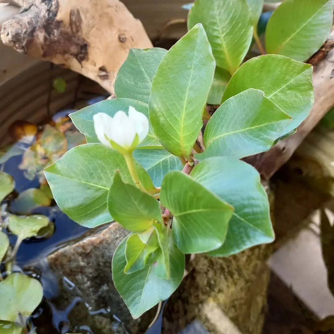 【長住】先週の今日は　矢沢永吉LIVEでワクワクピーク😎　さ...