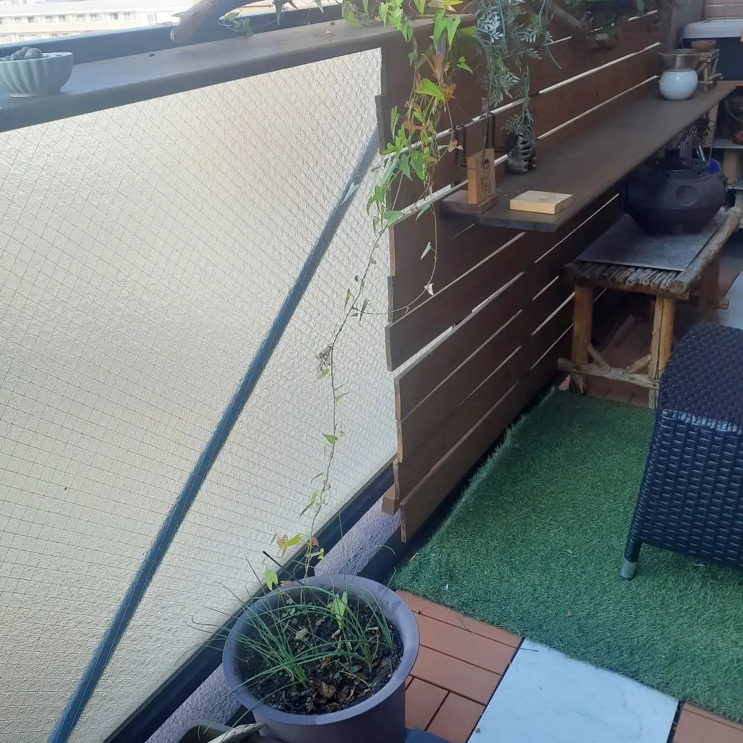 【長住】ベランダで育った🍃