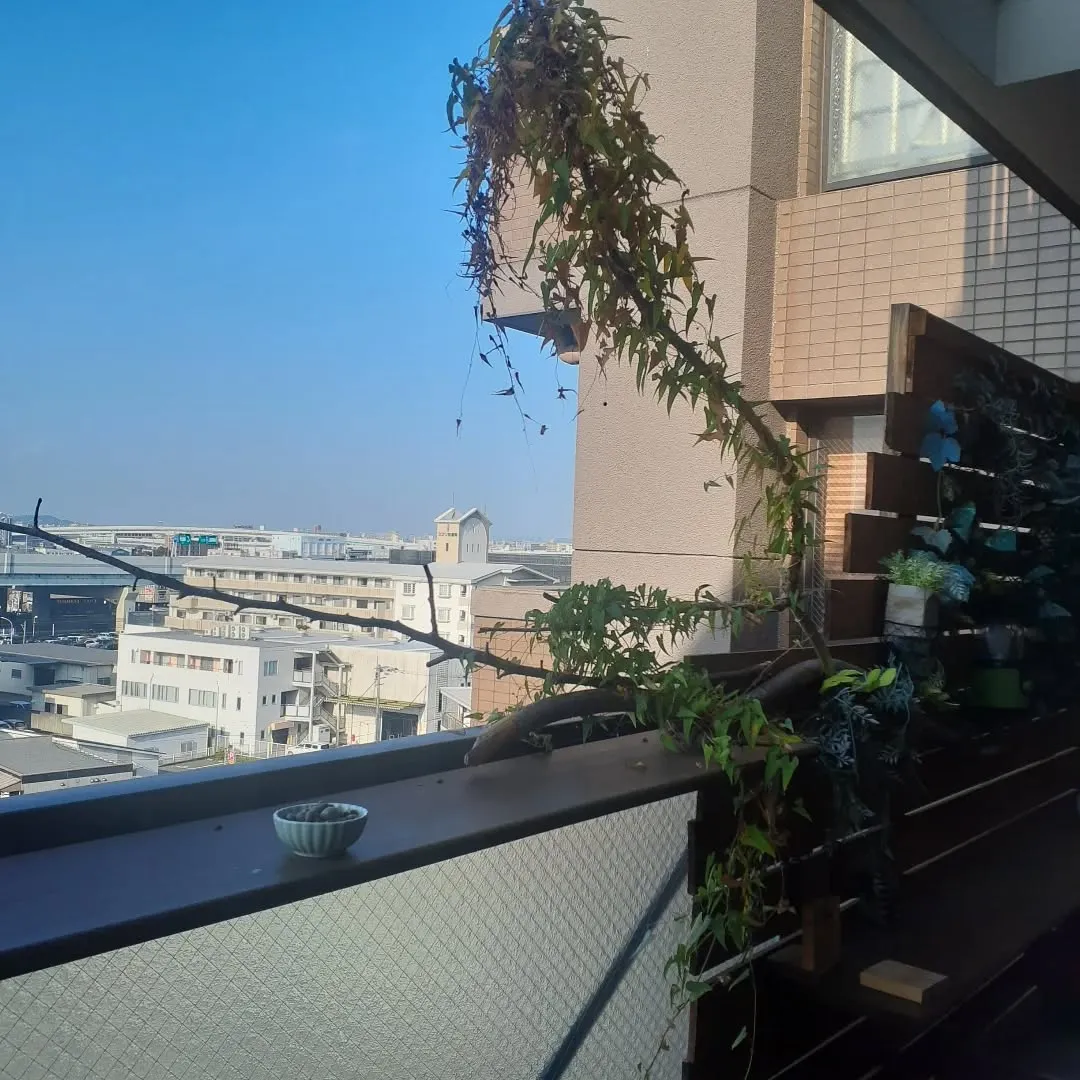 【長住】ベランダで育った🍃