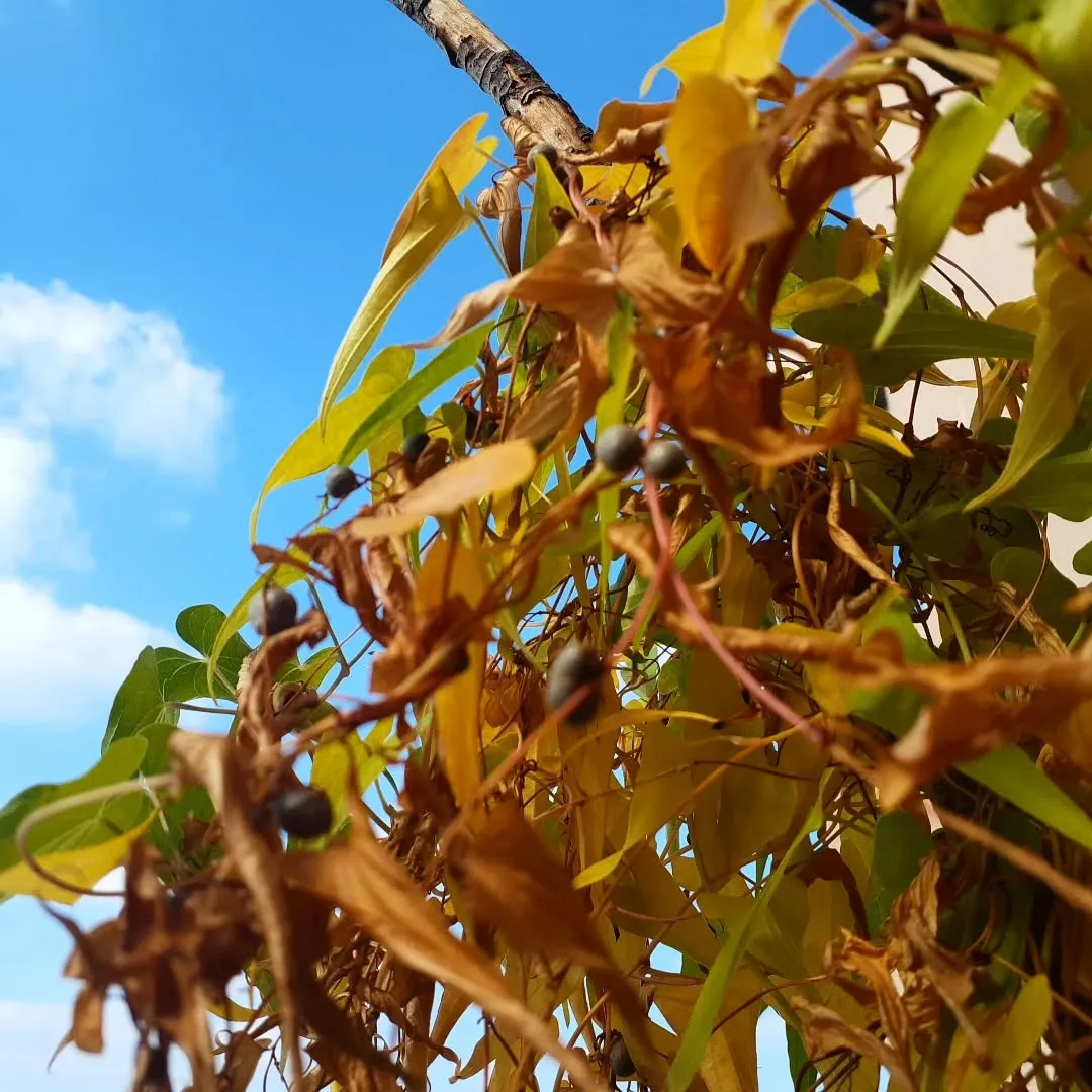 【長住】ベランダで育った🍃