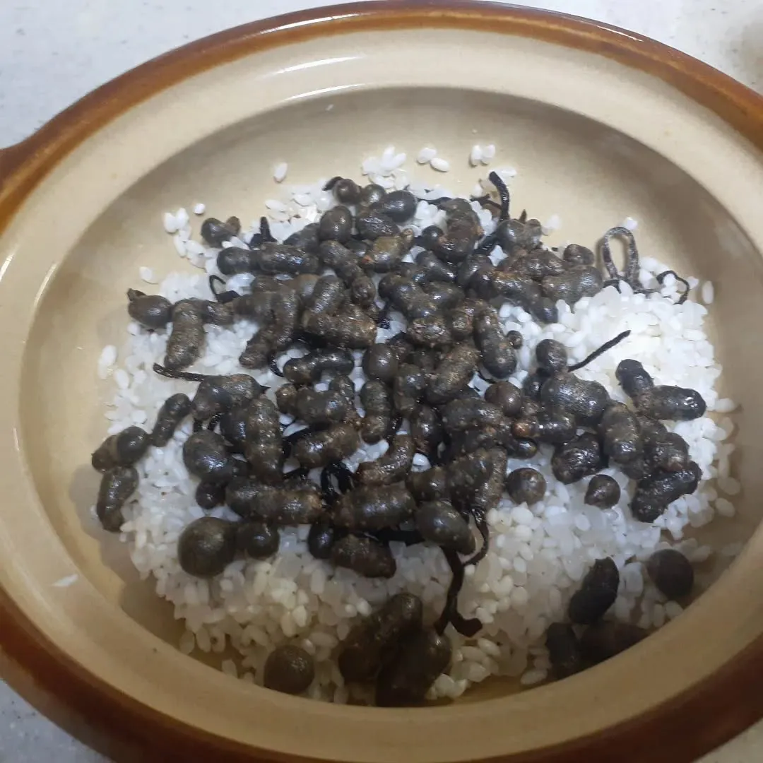 【長住】ベランダで育った🍃