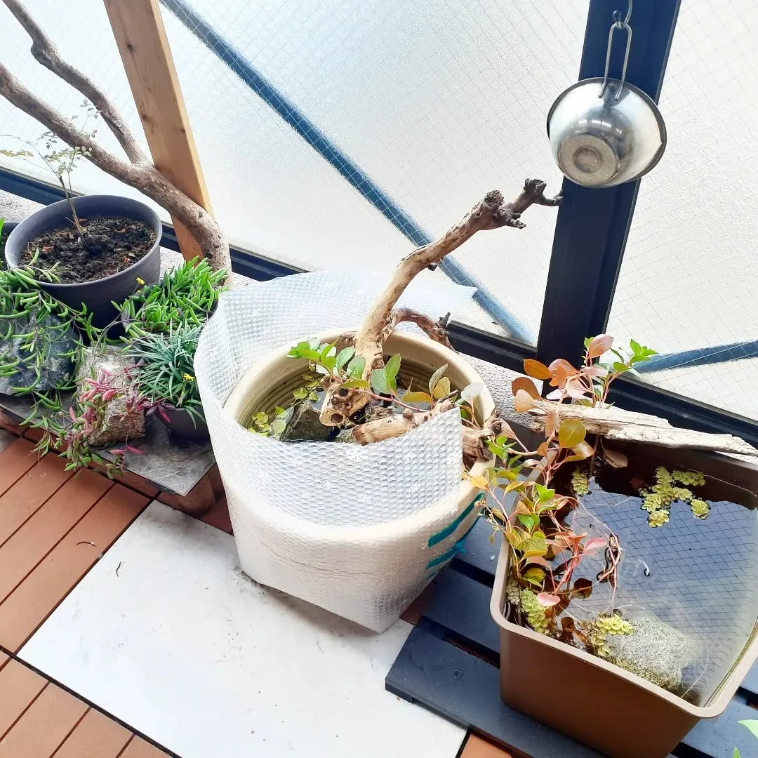 【長住】初めてのビオトープの冬を迎えます。