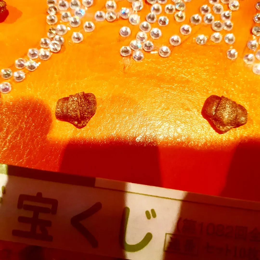 【長住】📺️が特番ばっかりで年末を感じてる らしくです。