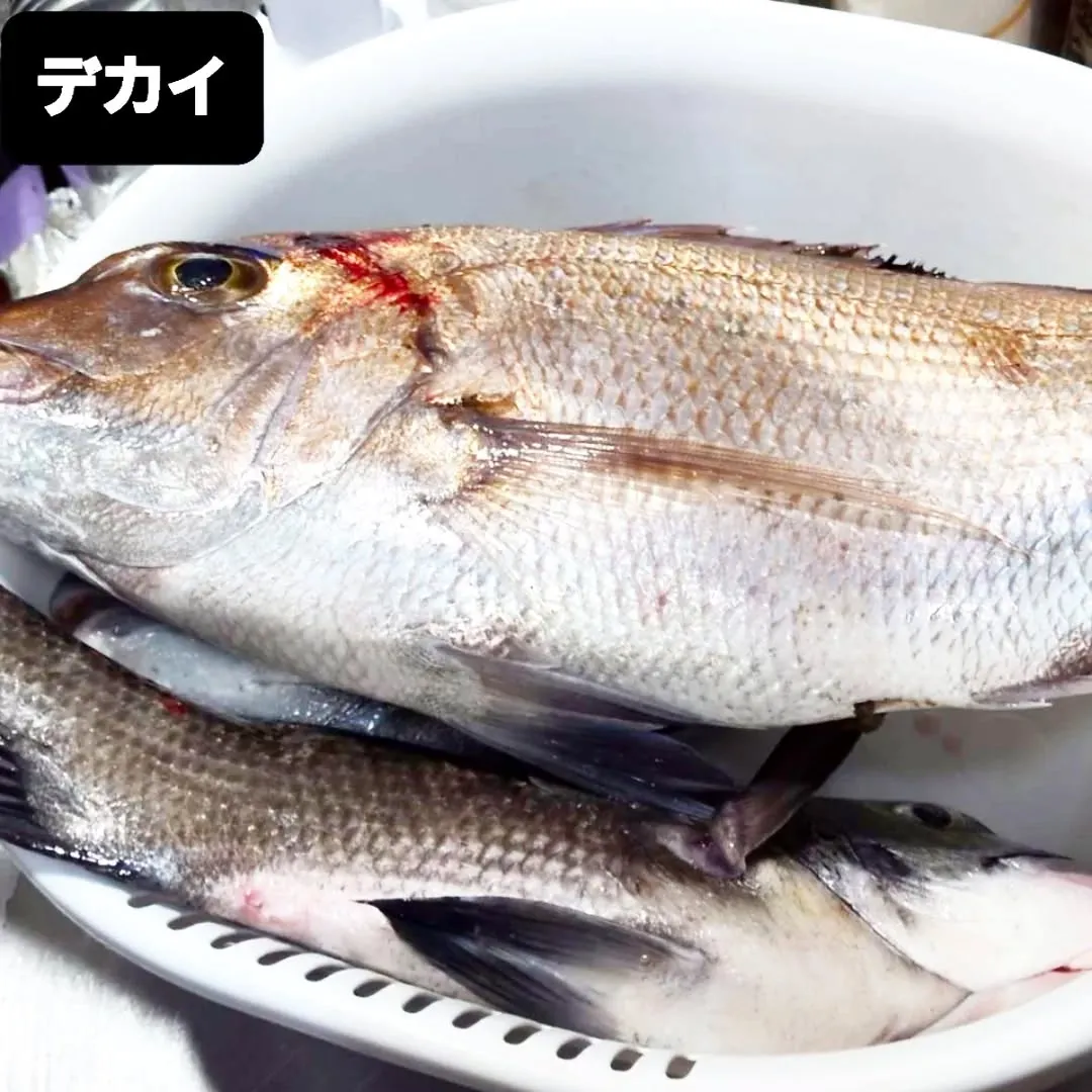 【長住】今日は朝から釣り師から「真鯛・チヌ」頂いたので格闘🔪...