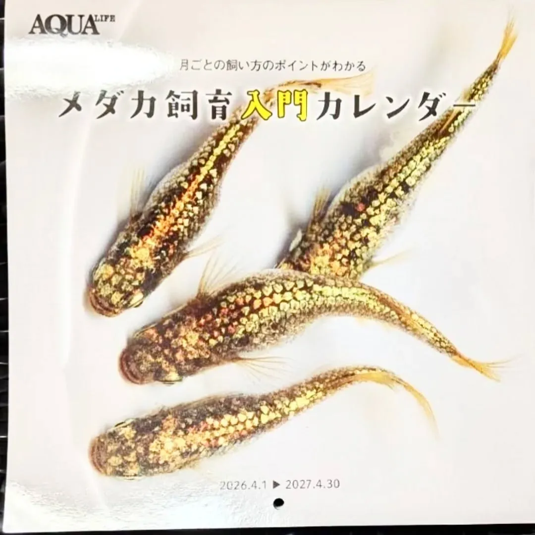 【長住】店休日のらしくです。