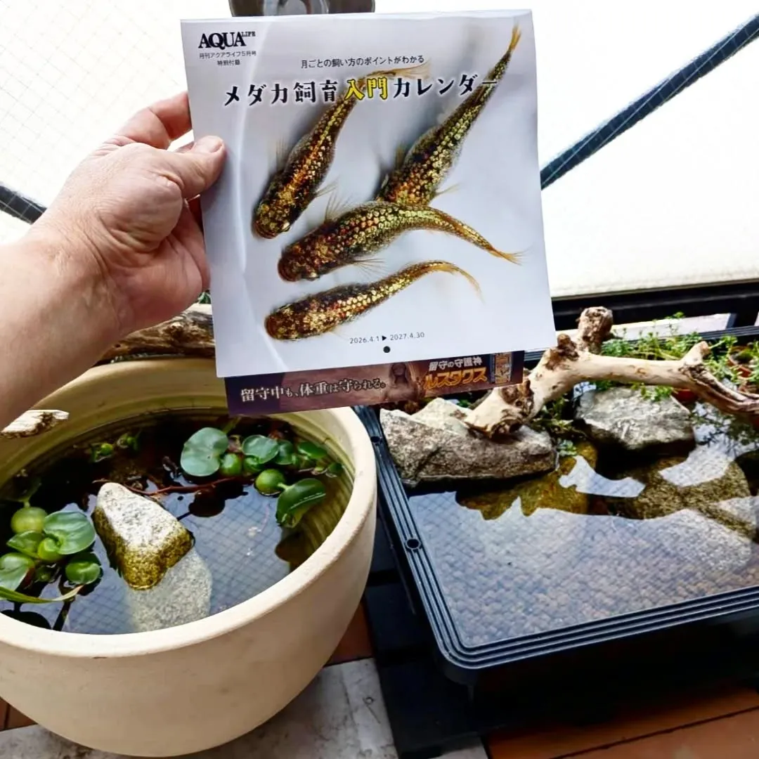 【長住】店休日のらしくです。