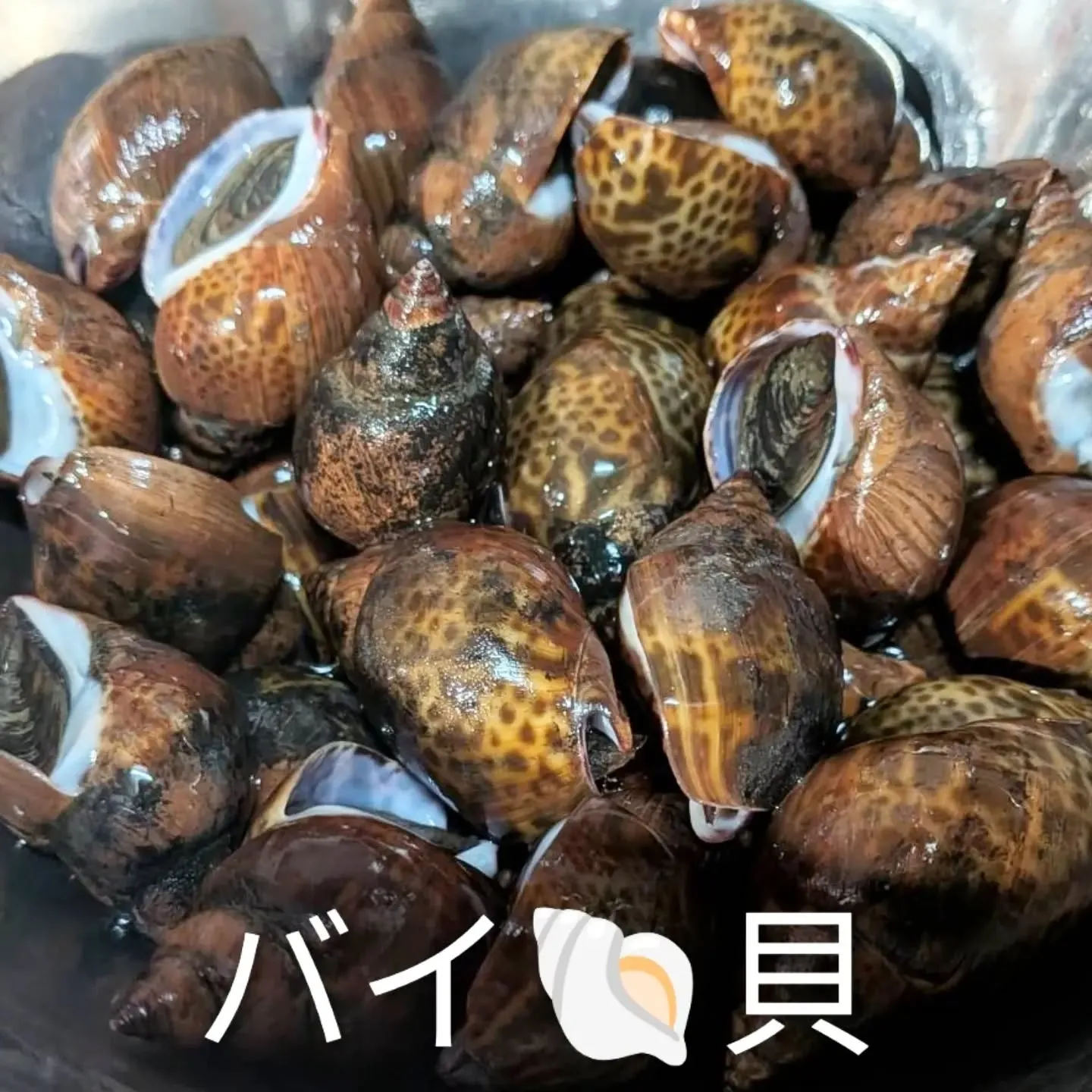 【長住】今夜は「野間大池」スペシャル？？？？