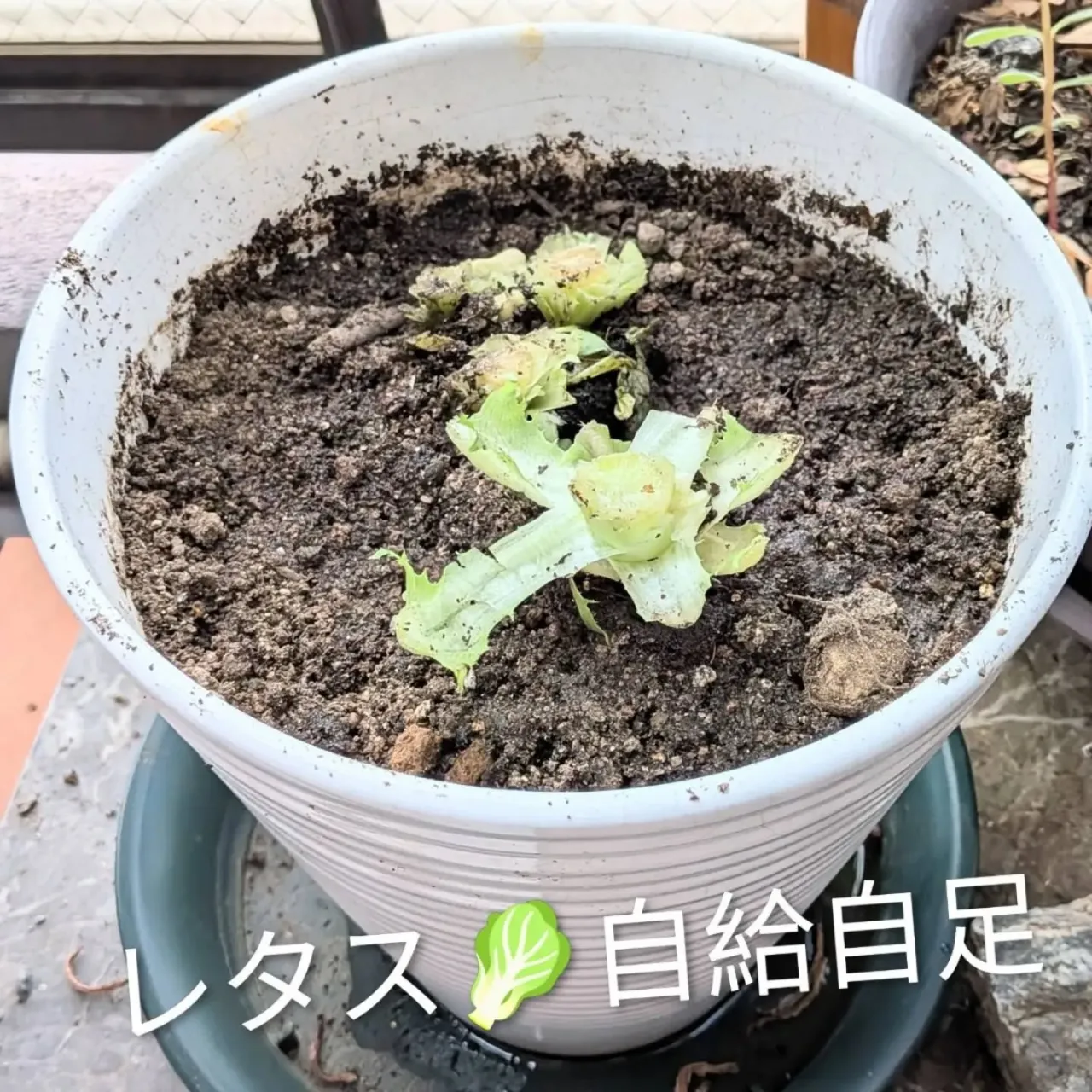 【長住】気持ちいいベランダで 自給自足生活