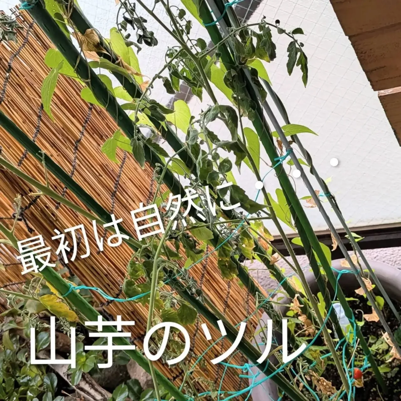 【長住】気持ちいいベランダで 自給自足生活