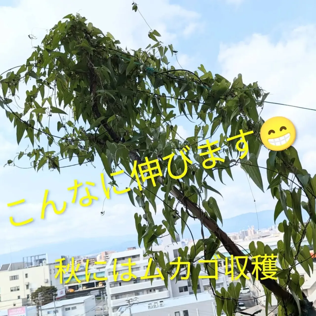 【長住】気持ちいいベランダで 自給自足生活
